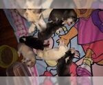 Small Photo #16 Siberian Husky Puppy For Sale in JOPLIN, MO, USA