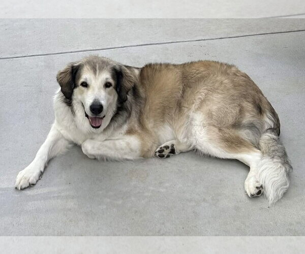 Medium Photo #3 Great Pyrenees Puppy For Sale in Fort Worth, TX, USA