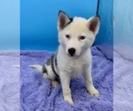 Small Photo #1 Siberian Husky Puppy For Sale in SANDY HOOK, KY, USA