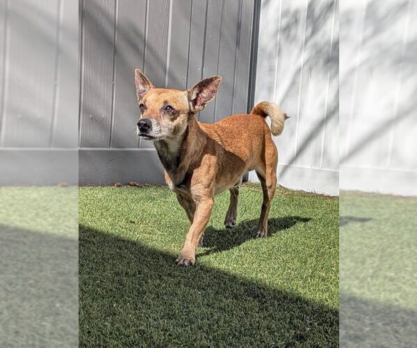 Medium Photo #2 Chihuahua Puppy For Sale in Pompano Beach , FL, USA