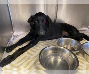 Pointer-Unknown Mix Dogs for adoption in San Antonio, TX, USA