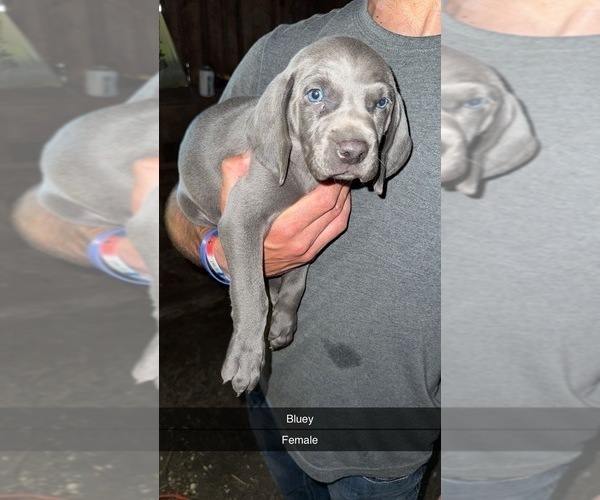 Medium Photo #6 Weimaraner Puppy For Sale in EAGLE GROVE, IA, USA