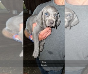 Medium Weimaraner