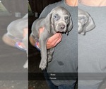 Puppy Bluey Weimaraner