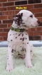 Small Photo #5 Dalmatian Puppy For Sale in ELKMONT, AL, USA