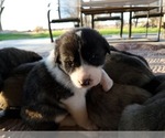 Small Photo #27 Anatolian Shepherd Puppy For Sale in COMMERCE, TX, USA