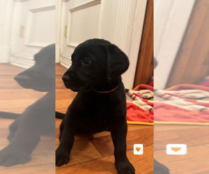 Medium Golden Labrador