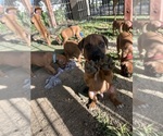 Small Photo #21 Rhodesian Ridgeback Puppy For Sale in RIVERSIDE, CA, USA