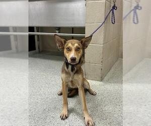 Siberian Husky-Unknown Mix Dogs for adoption in Conroe, TX, USA