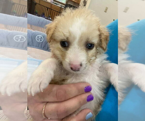 Medium Photo #2 Mutt Puppy For Sale in Aurora, IN, USA