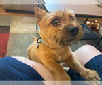 Small Norwich Terrier Mix