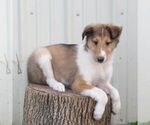 Small #2 Collie