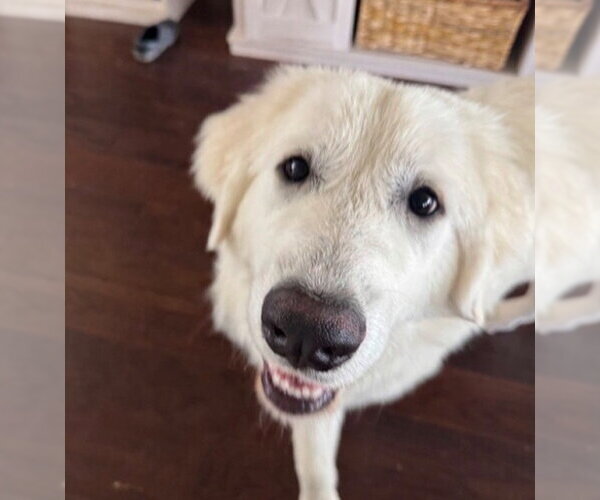 Medium Photo #1 Great Pyrenees Puppy For Sale in Spring, TX, USA