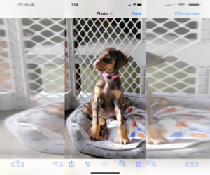 Doberman Pinscher Puppy for sale in CHEPACHET, RI, USA