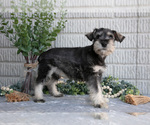 Small Photo #28 Schnauzer (Miniature) Puppy For Sale in BALTIC, OH, USA
