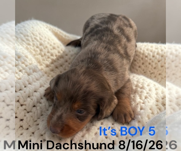 Medium Photo #16 Dachshund Puppy For Sale in MONTPELIER, OH, USA