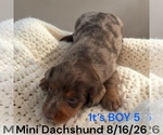 Small #15 Dachshund