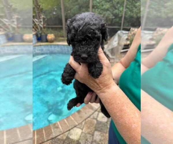 Medium Photo #1 Goldendoodle Puppy For Sale in JACKSONVILLE, FL, USA