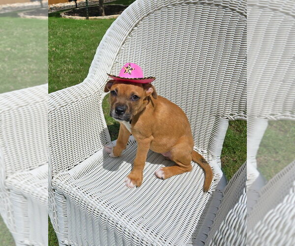 Medium Photo #3 Boxer-Unknown Mix Puppy For Sale in Austin, TX, USA