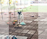 Small #9 Chihuahua