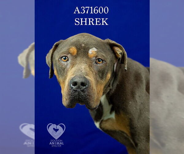 Medium Photo #2 Mutt Puppy For Sale in Stockton, CA, USA