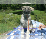 Small #3 German Shepherd Dog