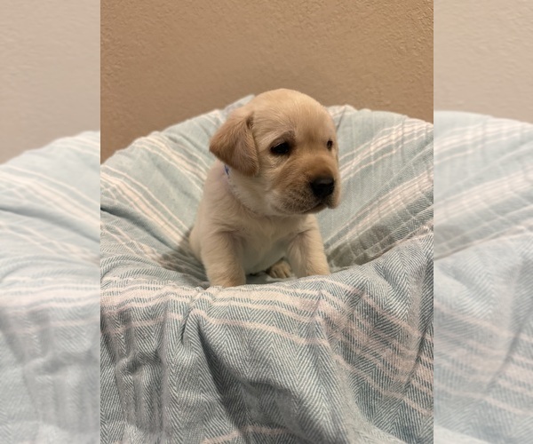Medium Photo #8 Labrador Retriever Puppy For Sale in LELAND, NC, USA