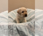 Black female - Female Labrador Retriever Puppy for Sale - Photo #8