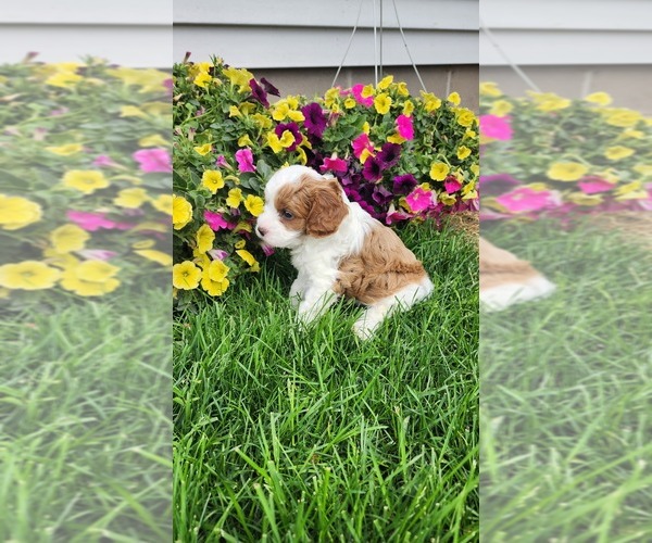 Medium Photo #7 Cavapoo (Toy) Puppy For Sale in GREENWOOD, WI, USA