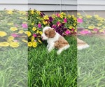Small Photo #7 Cavapoo (Toy) Puppy For Sale in GREENWOOD, WI, USA