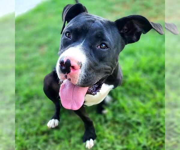 Medium Photo #2 American Pit Bull Terrier Puppy For Sale in Long Beach, CA, USA