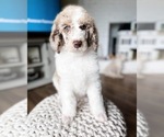 Small Photo #1 Poodle (Standard) Puppy For Sale in GRANTS PASS, OR, USA