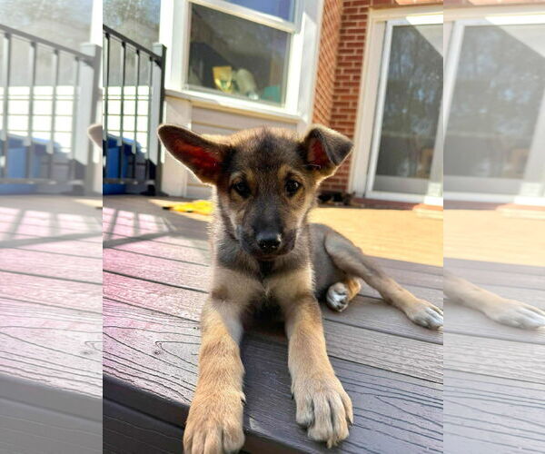 Medium Photo #1 German Shepherd Dog-Unknown Mix Puppy For Sale in MIDWAY, UT, USA