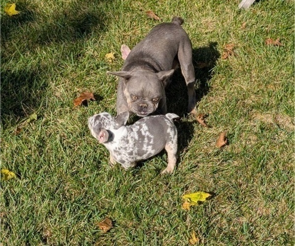 Medium Photo #28 French Bulldog Puppy For Sale in GOSHEN, IN, USA