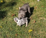 Small Photo #28 French Bulldog Puppy For Sale in GOSHEN, IN, USA