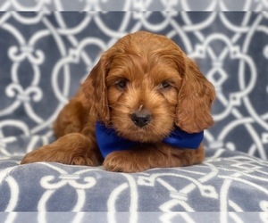 Cocker Spaniel-Poodle (Miniature) Mix Puppy for sale in LAKELAND, FL, USA