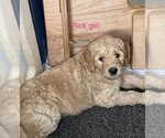 Small Photo #4 Goldendoodle Puppy For Sale in IDABEL, OK, USA