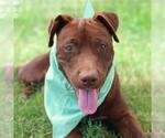 Small American Staffordshire Terrier Mix