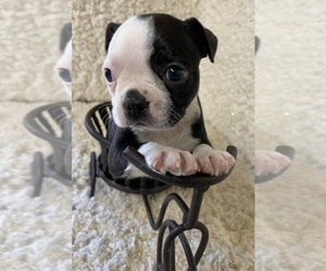 Boston Terrier Puppy for sale in WILSONVILLE, OR, USA