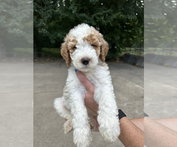 Medium Photo #1 Goldendoodle Puppy For Sale in BRKN ARW, OK, USA