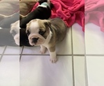 Small Photo #3 Bulldog Puppy For Sale in SPRING HILL, FL, USA