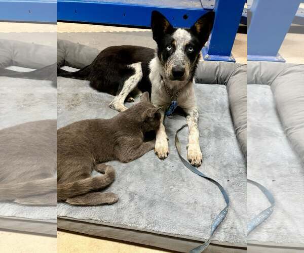 Medium Photo #5 Mutt Puppy For Sale in Paso Robles, CA, USA