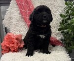 Queenie - Female Bernese Mountain Dog Puppy for Sale - Photo #3