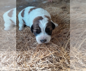 Newfoundland-Saint Bernard Mix Puppy for sale in COLVILLE, WA, USA