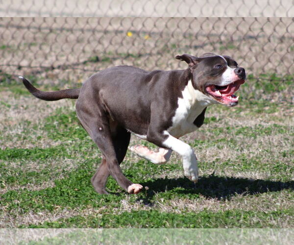 Medium Photo #1 Mutt Puppy For Sale in Grovetown, GA, USA