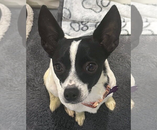 Medium Photo #2 Chihuahua-Unknown Mix Puppy For Sale in Corona, CA, USA