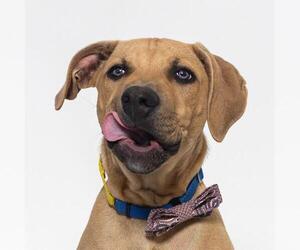 Rhodesian Ridgeback Dogs for adoption in Santa Maria, CA, USA