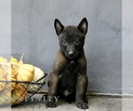 Rocky - Male Belgian Malinois Puppy for Sale - Photo #3