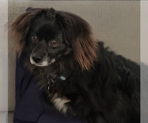 Medium Photo #4 Pomeranian-Unknown Mix Puppy For Sale in Los Angeles, CA, USA