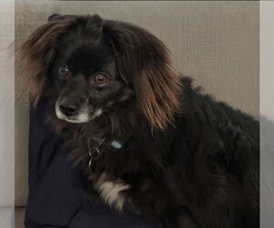 Pomeranian-Unknown Mix Dogs for adoption in Los Angeles, CA, USA